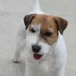 Hank - Russell Terrier