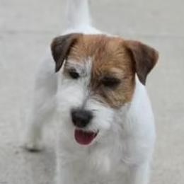 Hank - Russell Terrier