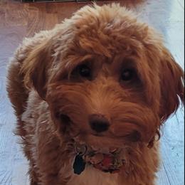 Coco - Labradoodle