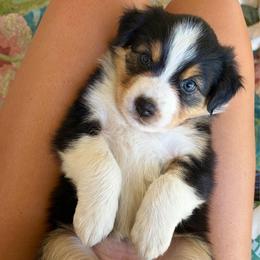Liberty - Black tri-color female Australian Shepherd puppy in Pattison, Texas from Legacy Water Australian Shepherds