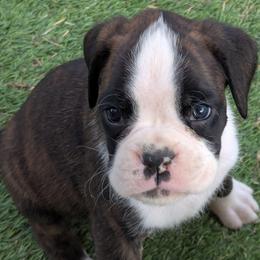 Godiva - Brindle female Boxer puppy in Mountain Home, Idaho from LJK Boxers & Toy Aussies