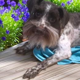Harmony (Spayed) - Parti female Miniature Schnauzer puppy in Bloomington, California from Michael's Minis