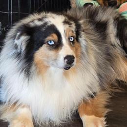 Blu - Miniature Australian Shepherd