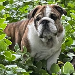 Bulldog puppies from Waltman's Bulldog's