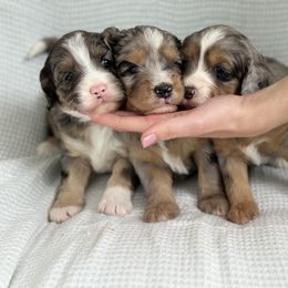Bernedoodle Puppies from Blessings Pups Doodles