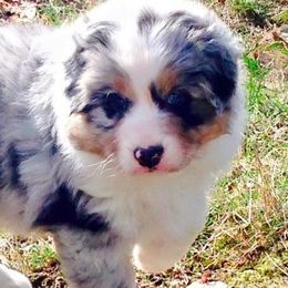 Australian Shepherds from Stepping Stone Kennel