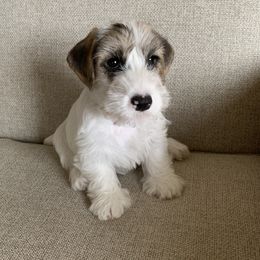 Sealyham Terrier Puppies from Thistle and Rock Sealyham Terriers