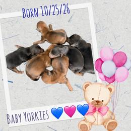 Girl 2 - Sable female Yorkshire Terrier puppy in Carencro, Louisiana from Ledet’s Yorkies