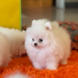 Angel - White male Pomeranian puppy in Los ángeles, California from Jose Navarro