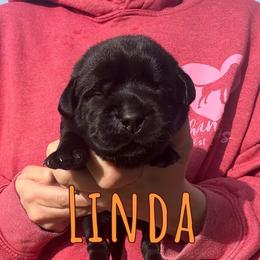 Linda - Black female Labrador Retriever puppy in Petersburg, Kentucky from Mahan Labs