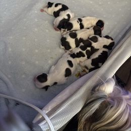 Shih Tzu puppies from Maridee’s ShihTzu
