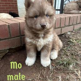 Mo - Red and white male Siberian Husky puppy in Elkin, North Carolina from Blue Ridge Shadow Huskies