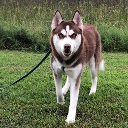 Vixen - Siberian Husky