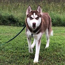 Vixen - Siberian Husky