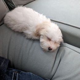 Shihpoo and Shih Tzu Puppies from The Luckie Puppy