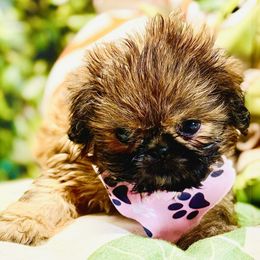 Latara - Sable female Shih Tzu puppy in Mesa, Arizona from House of Zen Shihtzus