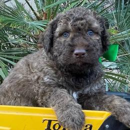 Boone - Chocolate male Labradoodle puppy in St George, Utah from Terra's Swann's Kennels
