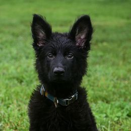 Blue boy - Black male German Shepherd puppy in Clarkrange, Tennessee from Vom Wolff