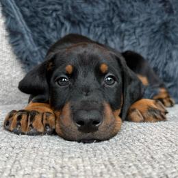 Bango - Black and rust male Doberman Pinscher puppy in Brookfield, Wisconsin from Haus of Hound