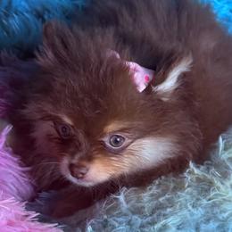 Kira - Chocolate and tan female Pomeranian puppy in Gainesville, Texas from Pomtastic Pomeranians