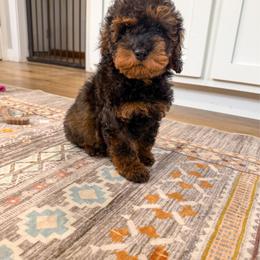 Penelope - Sable female Cockapoo puppy in Beresford, South Dakota from DAKOTA DOOD RANCH