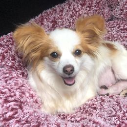 Snookie - Papillon