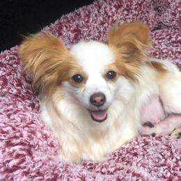 Snookie - Papillon