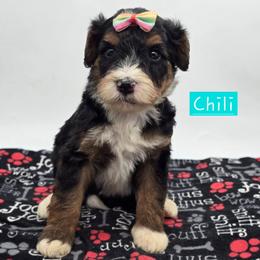 Chili - Tri-color female Bernedoodle puppy in Neillsville, Wisconsin from Granton Creek