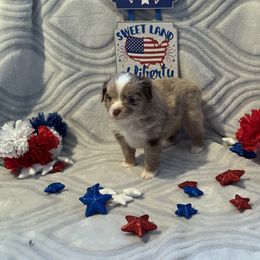 Miniature Australian Shepherd and Toy Australian Shepherd Puppies from Cherry Grove Kennel