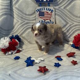 Miniature Australian Shepherd and Toy Australian Shepherd Puppies from Cherry Grove Kennel