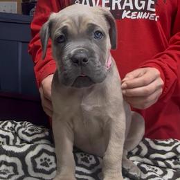 Lt Pink collar - Fawn female Cane Corso puppy in Clewiston, Florida from Far From Average Kennels