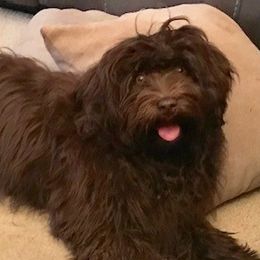 Havanese from Premier Havanese Dogs