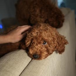 Mocha - Red  female Poodle puppy in Miami, Florida from Coffee's Heartline Poodles