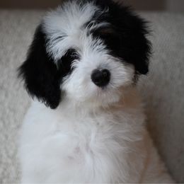 Lincoln - Black and white male Bernedoodle puppy in Ogden, Utah from Stanger Farms