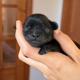 Scarecrow (Crow) - Black male Shih Tzu puppy in Erin, New York from HonorRae Shih Tzu