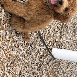 Goldendoodle Puppies from Idyllic Doodles