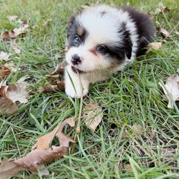 Breve - Black tri-color female Australian Shepherd puppy in Kearney, Nebraska from Helix Aussies