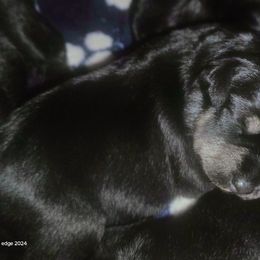Vampyra - Black and silver female Miniature Schnauzer puppy in Templeton, California from Zion Miniature Schnauzers