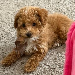 Charlie - Poodle