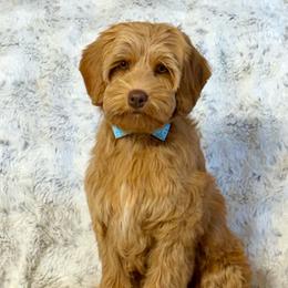 Coral - Caramel female Australian Labradoodle puppy in Anderson, California from Shaggy Doodles