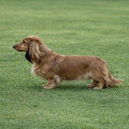 Norah - Dachshund