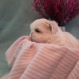 Tatum - White female Shih Tzu puppy in Silver Springs, Nevada from Meadowlyn's Dream Shih Tzu