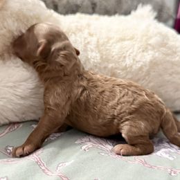 Mocha - Cafe au lait female Poodle puppy in New York, New York from Jessica’s Poodles