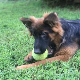 German Shepherd Puppies from Countryside Kennel