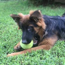 German Shepherd Puppies from Countryside Kennel