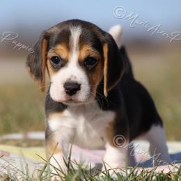 AKC 'Spruce" 13 inch - Black tan and white male Beagle puppy in Lamar, Missouri from Marti Acres ~ Boston Terrier & Beagles