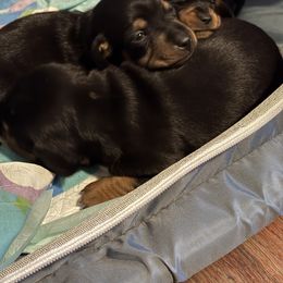 Dachshund Puppies from Cammy’s Dashing Doxies