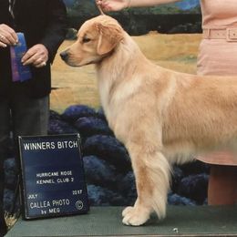 Golden Retrievers from Shadowlands