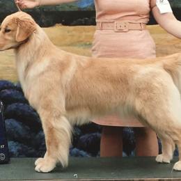 Golden Retrievers from Shadowlands