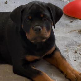 Hot Pink collar female - Black and mahogany female Rottweiler puppy in Birmingham, Alabama from K&B Rotts